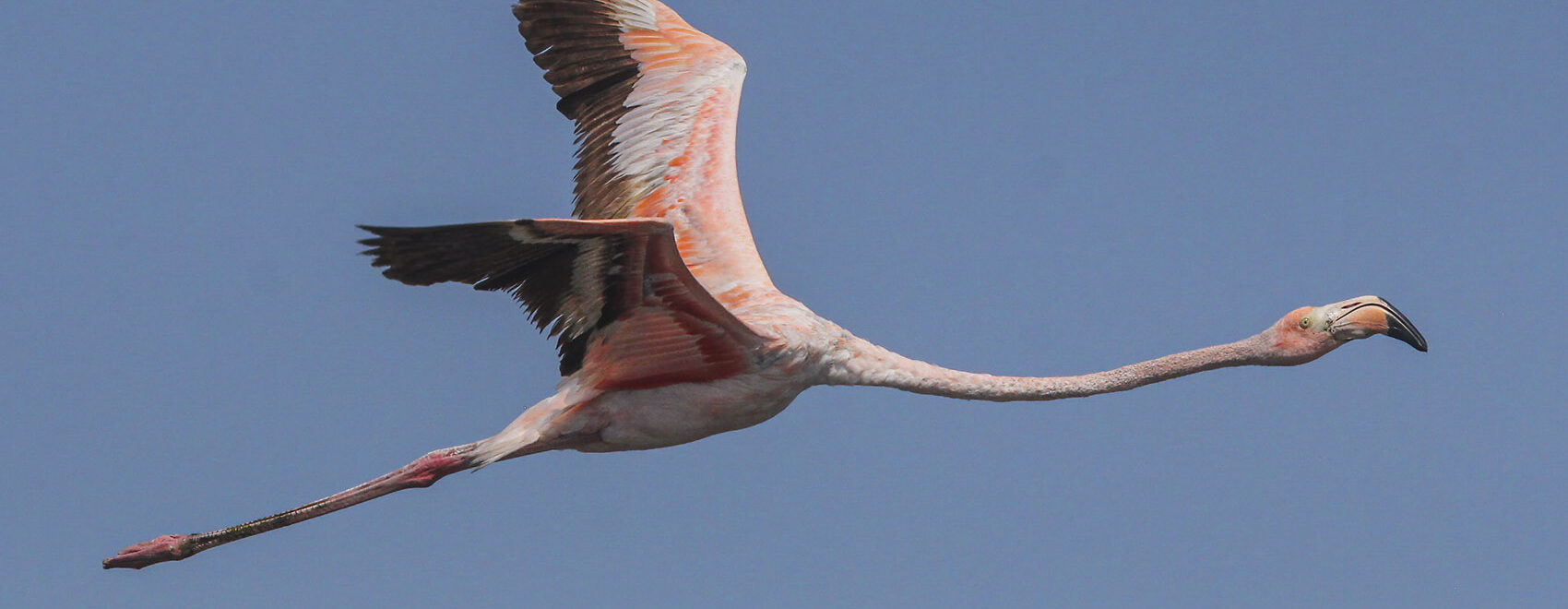 pink flamingo flies through blue sky