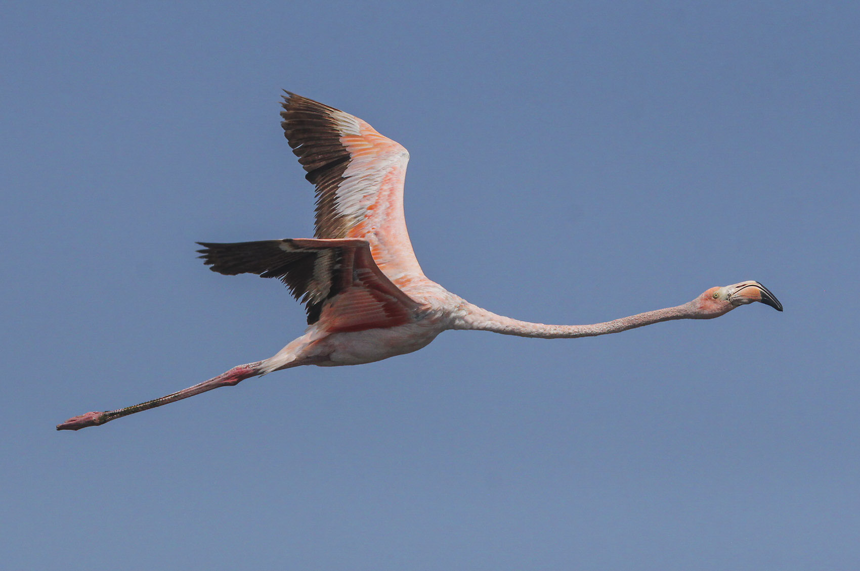 pink flamingo flies through blue sky