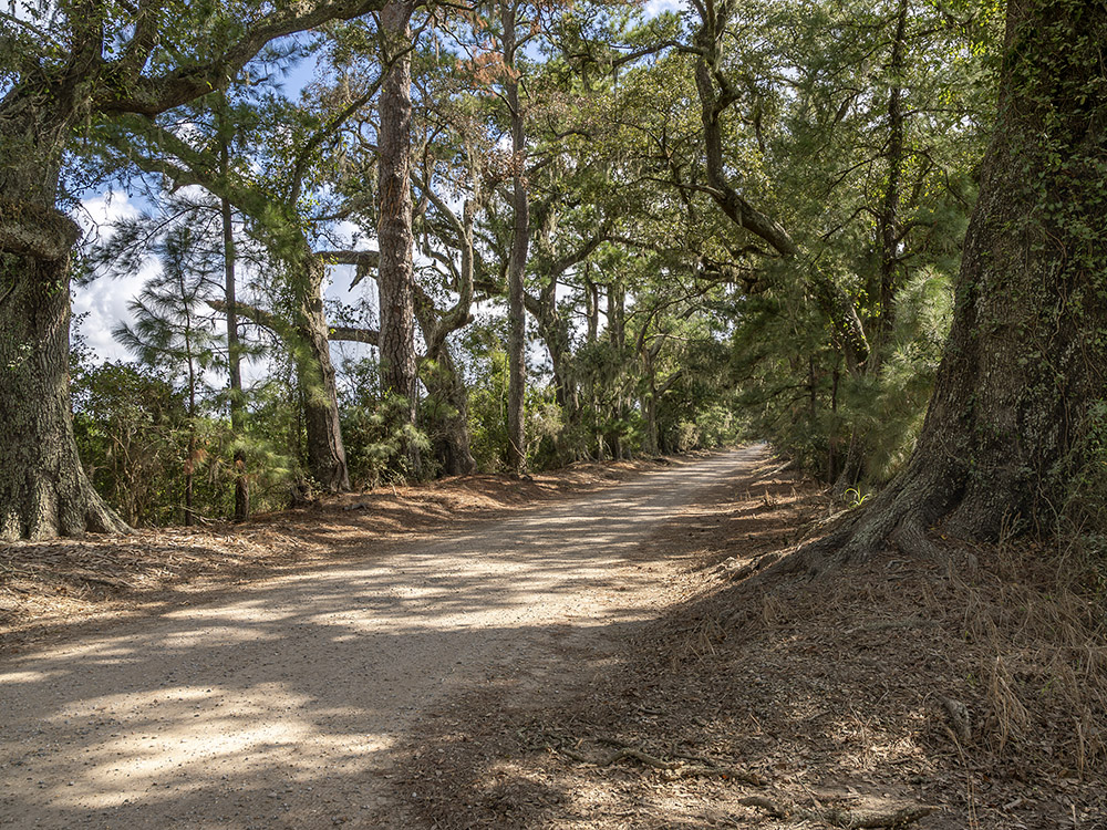 old oak and pine trees grow along gravel road