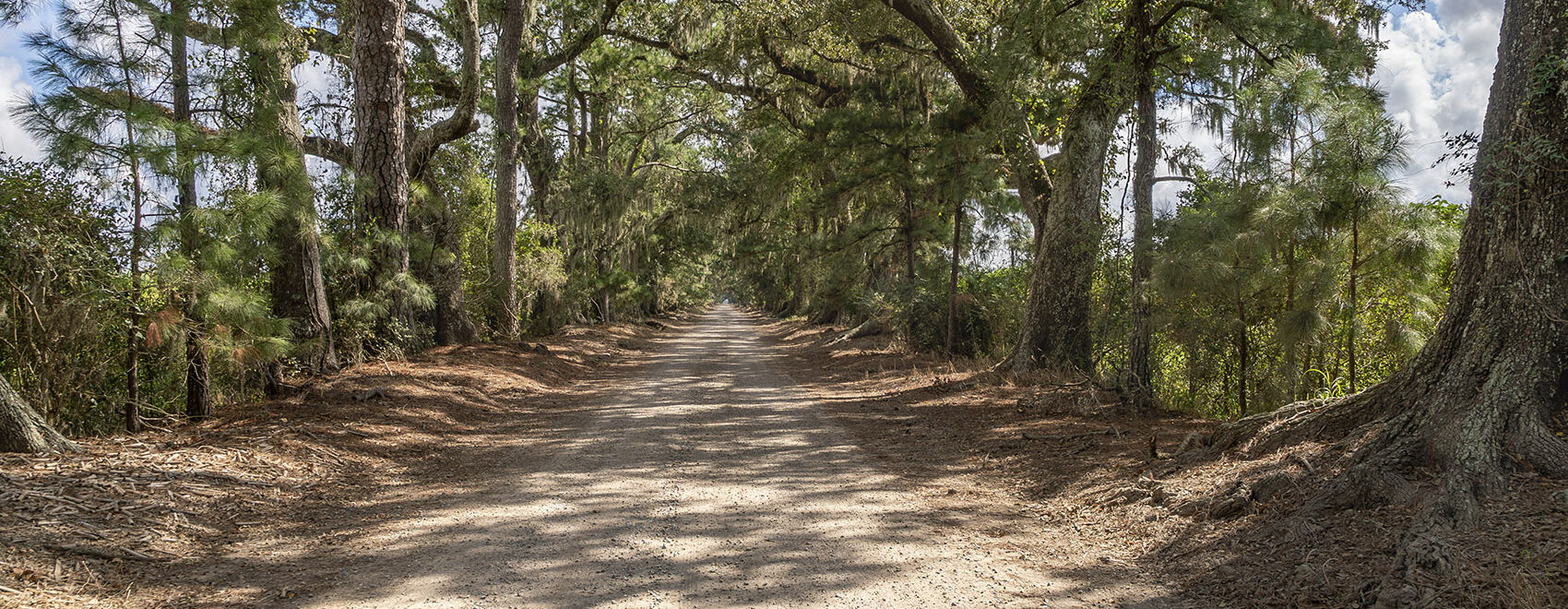 gravel road through an alley of oak and pine trees