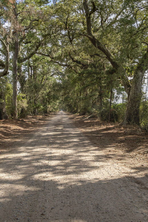 gravel road through an alley of oak and pine trees
