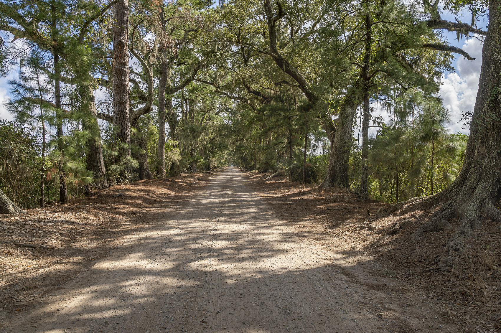 gravel road through an alley of oak and pine trees