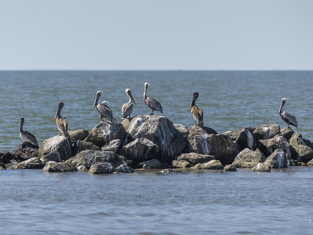 pelicans sittin on rock barrier in large body of water