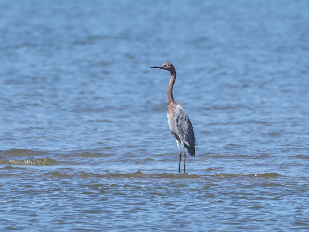 a reddish egret wades in shallow water near shore