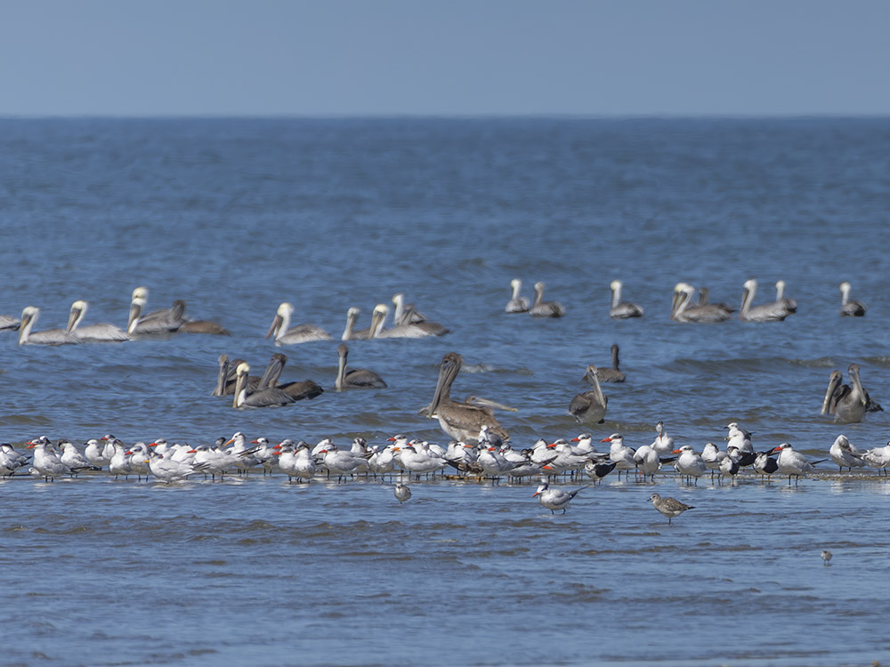 a variety of pelicans and shorebirds on barrier island