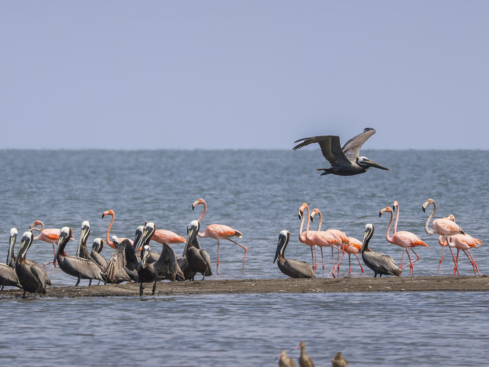 pink flamingos mix with Louisiana brown pelicans in shallow coastal water
