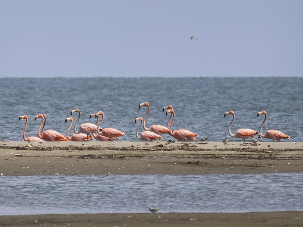 pink flamingos on a small sandy beach on Louisiana Gulf coast