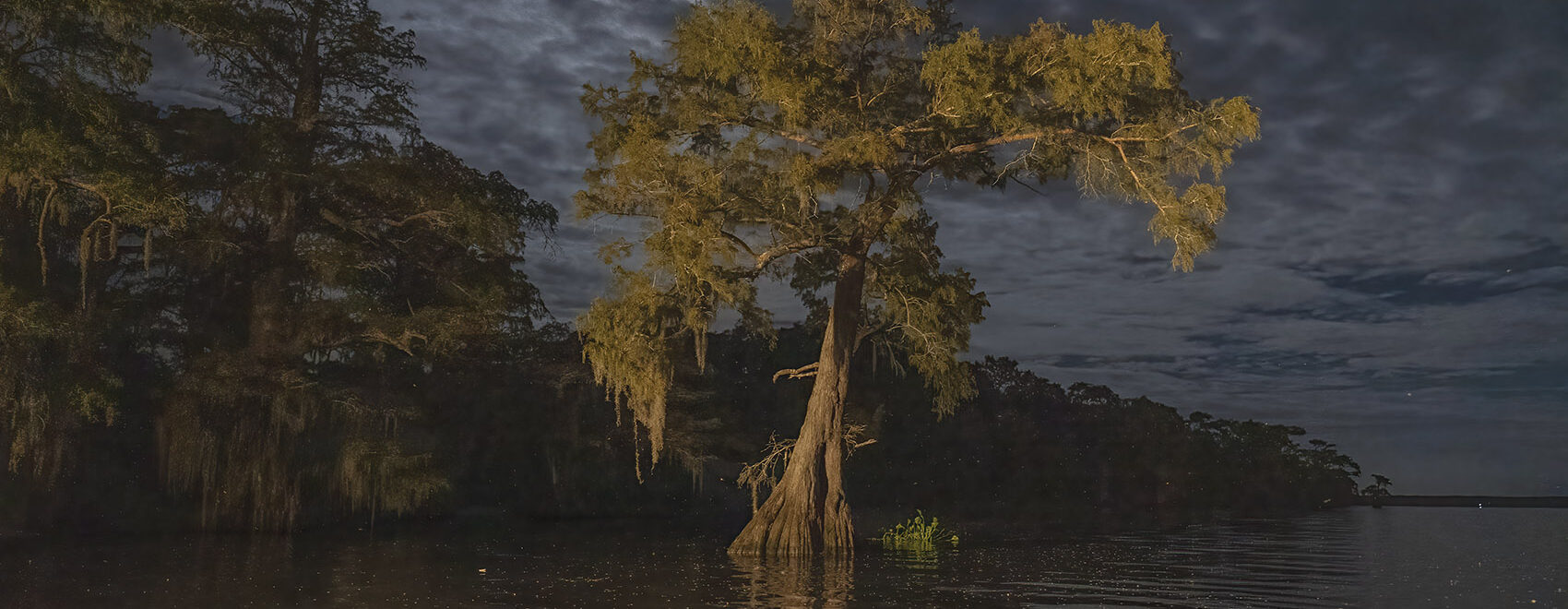 lighted large cypress tree standing in water under moonlit cloudy sky