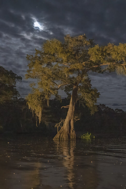 lighted large cypress tree standing in water under moonlit cloudy sky