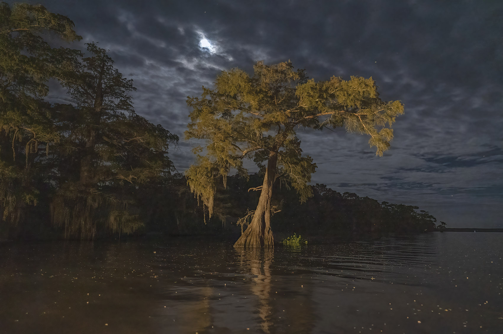 lighted large cypress tree standing in water under moonlit cloudy sky