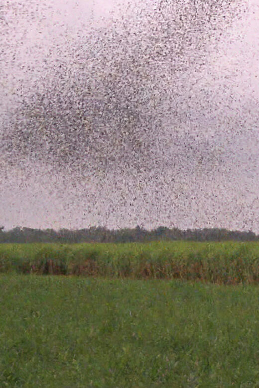 a funnel of swallows taking off from a Vacherie sugarcane field