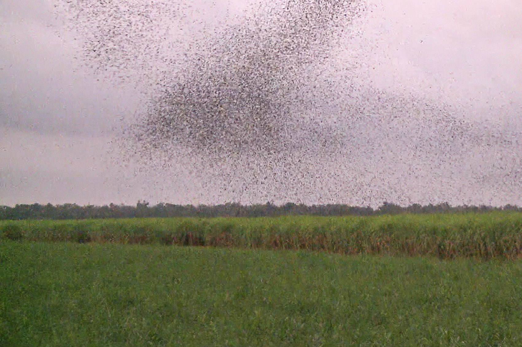 a funnel of swallows taking off from a Vacherie sugarcane field