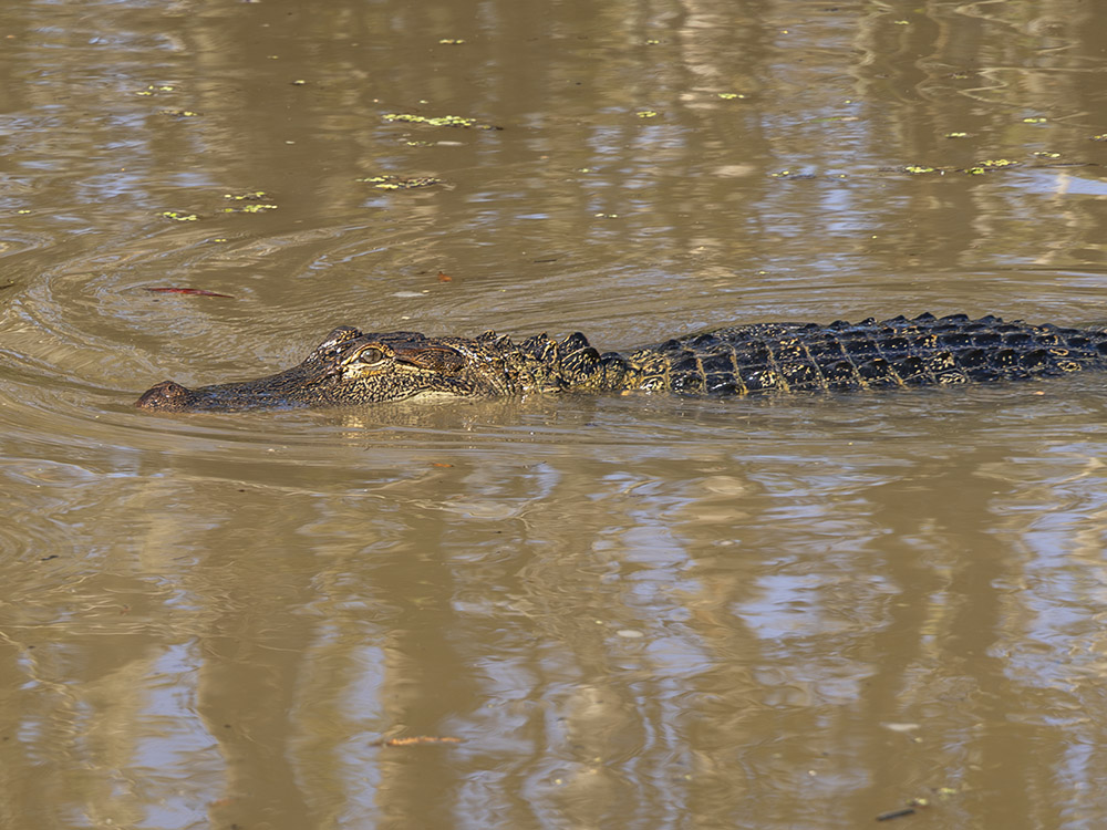 large alligator swimming in brown bayou water