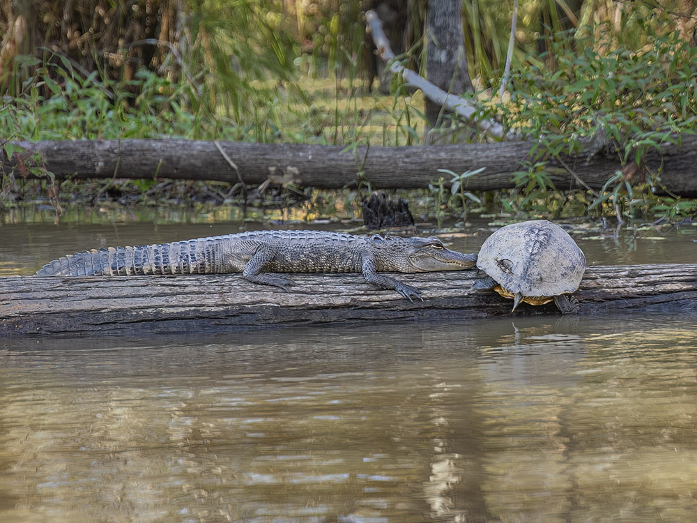 alligator and large turtle sharing a long in a river