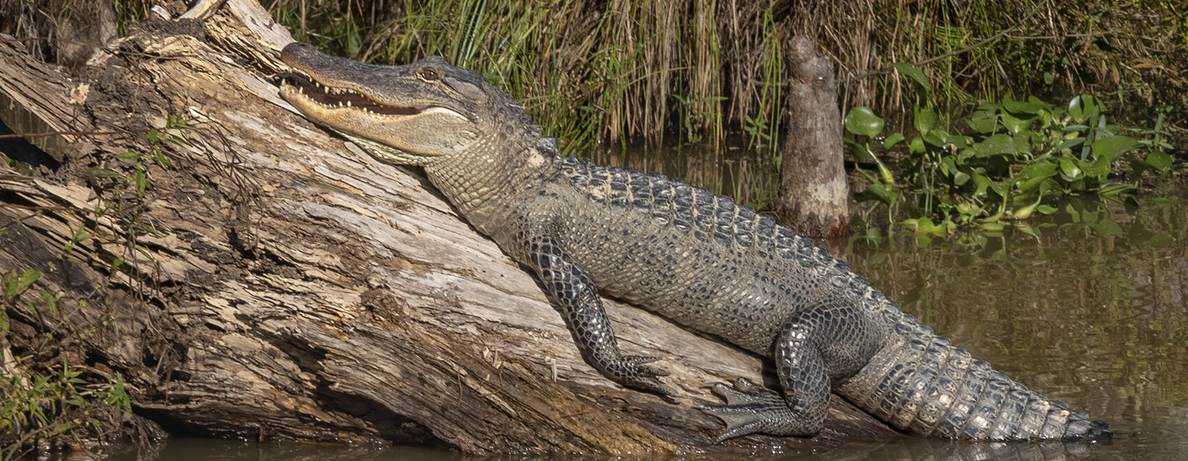 large alligator lying atop a log in the swamp