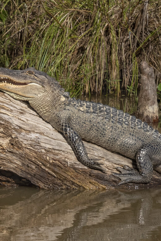 large alligator lying atop a log in the swamp