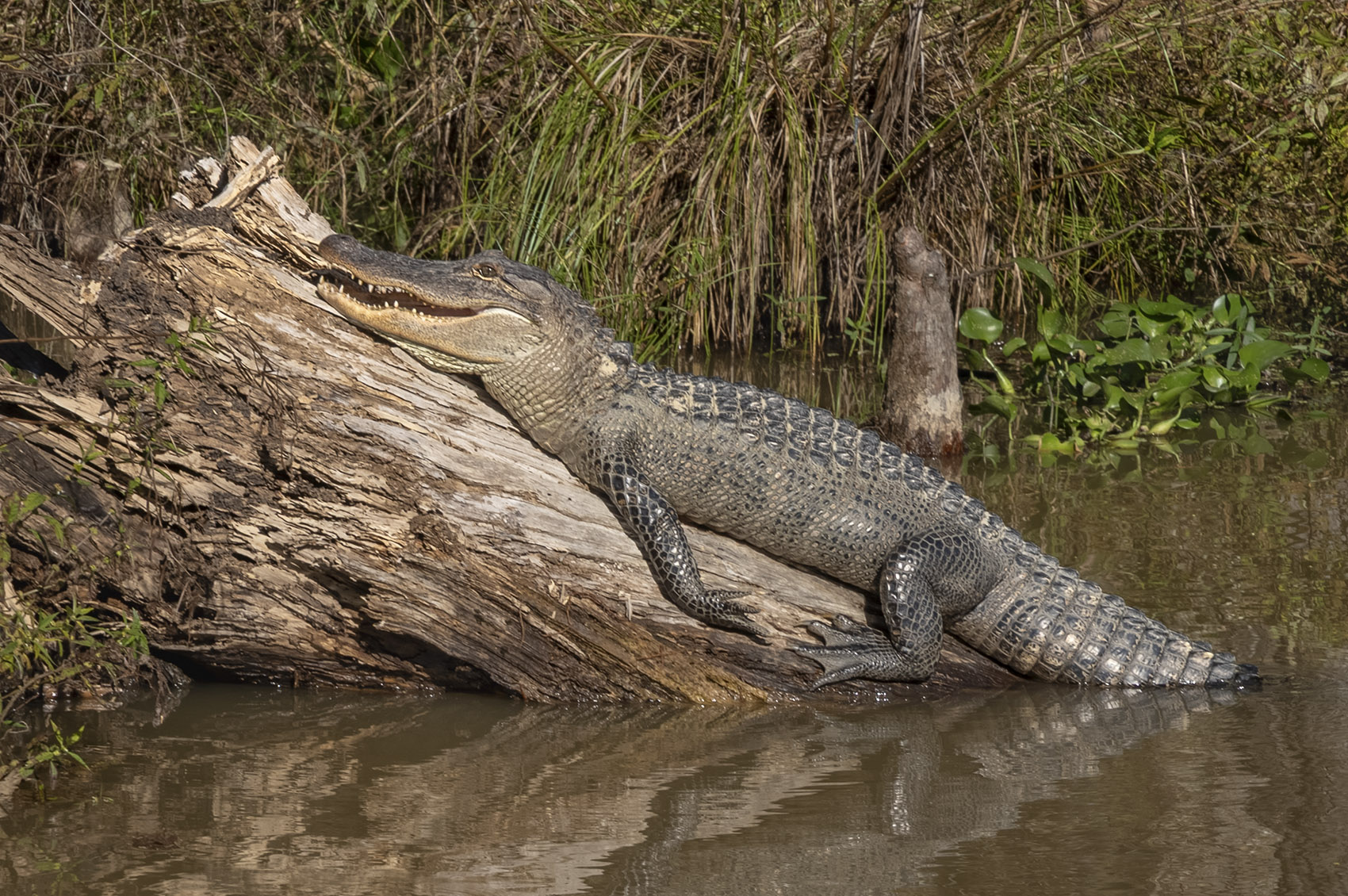 large alligator lying atop a log in the swamp
