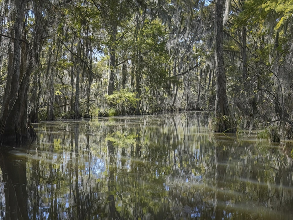 cypress trees and spanish moss shade the still waters of the Honey Island Swamp