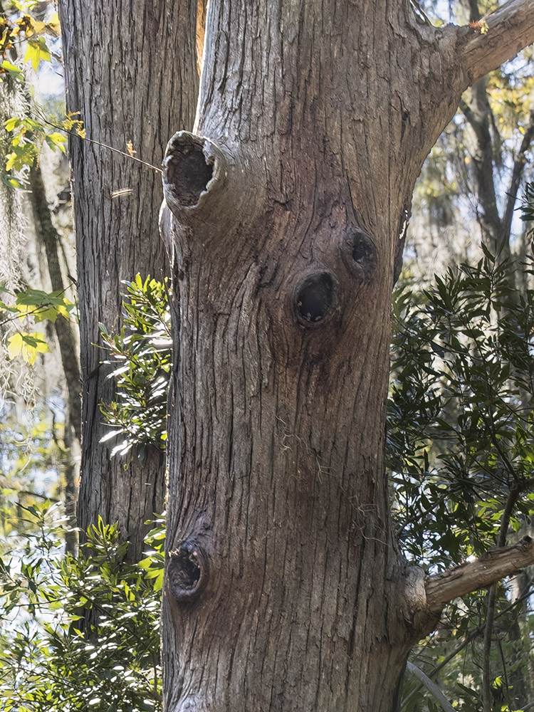 cypress tree with knot holes and honey bees