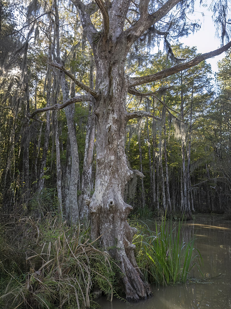 large cypress trees with outstretched branches in swamp