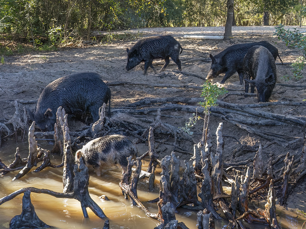 wild pigs searching for food in tree roots near shoreline