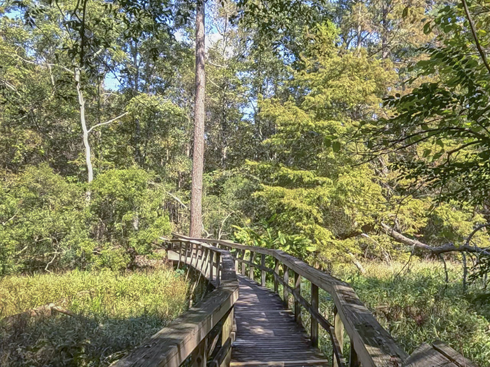 boardwalk through forested wetland at northlake nature center