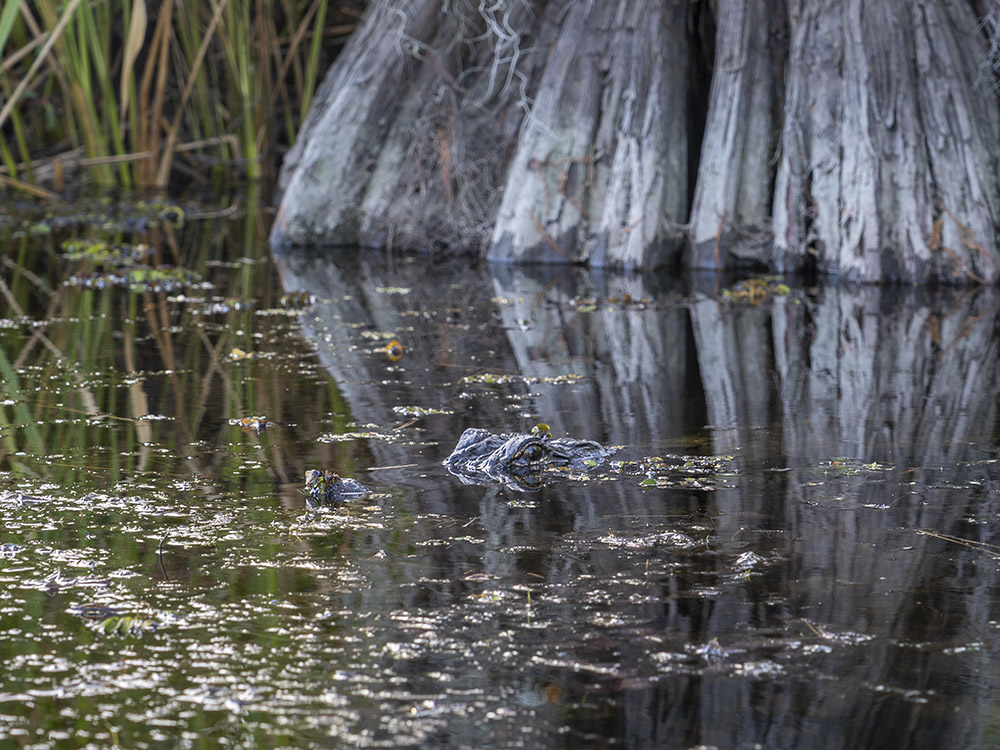 alligator with head above water near trunk of large cypress tree