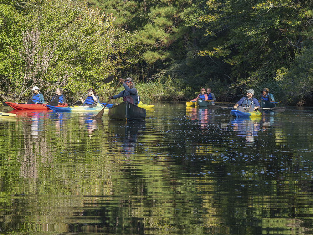 kayakers paddle on a tree lined bayou