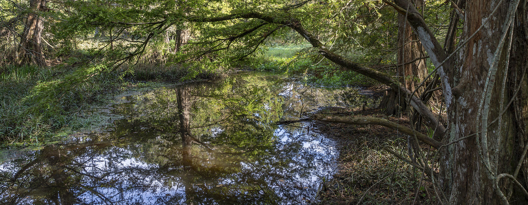 overhanging cypress trees reflected in still water of bayou