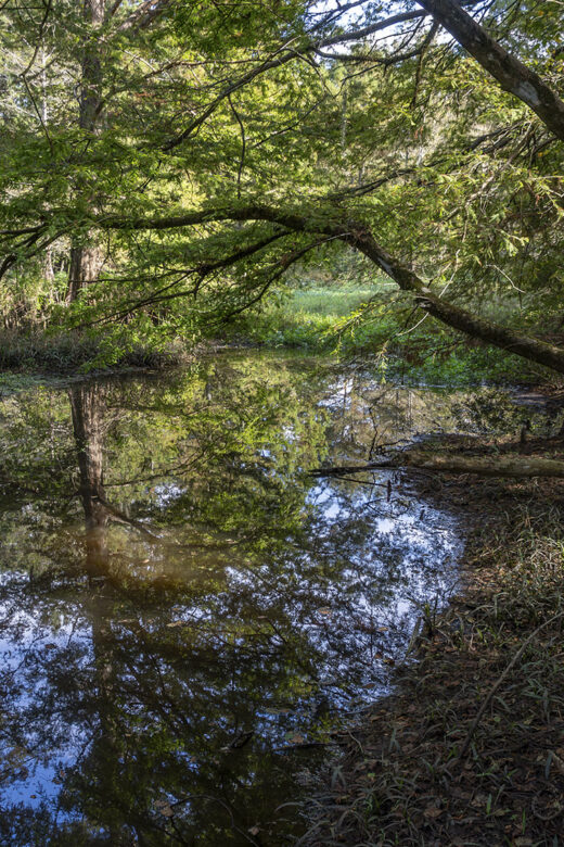 overhanging cypress trees reflected in still water of bayou