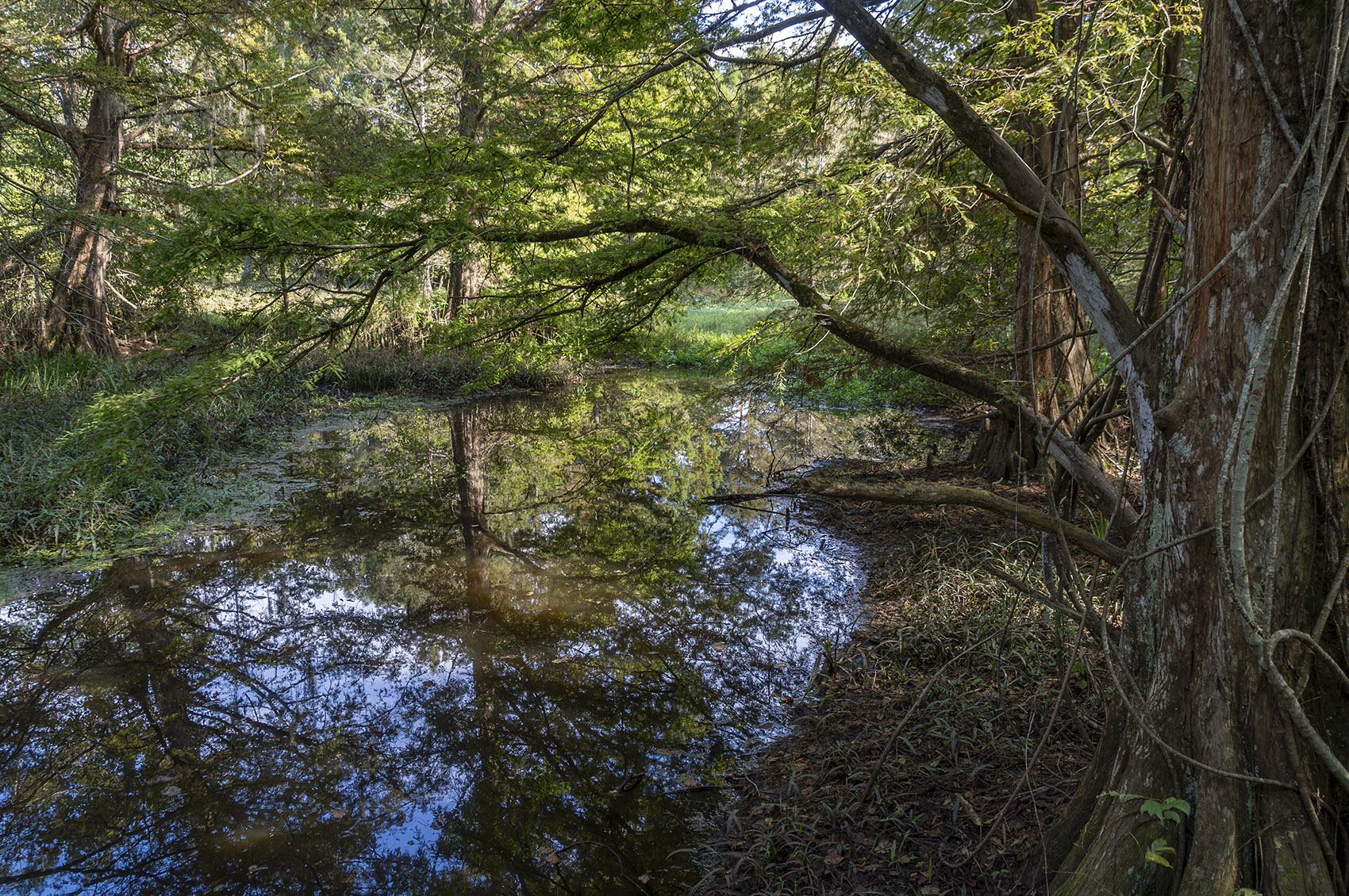 overhanging cypress trees reflected in still water of bayou