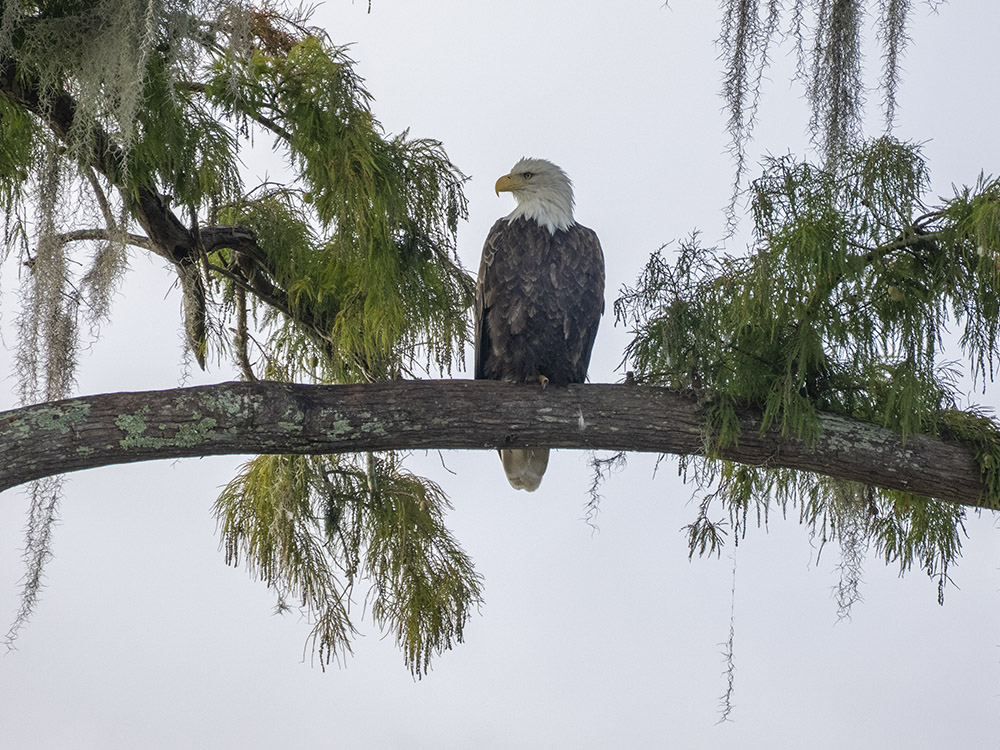 bald eagle sits on branch in cypress tree