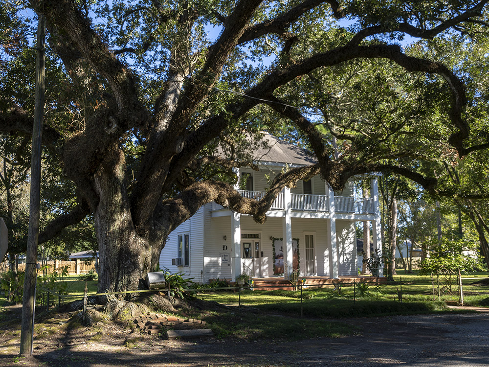two story white columned house shaded by large oak tree