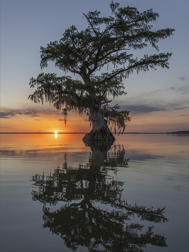 sun setting over lake with large cypress tree and reflection