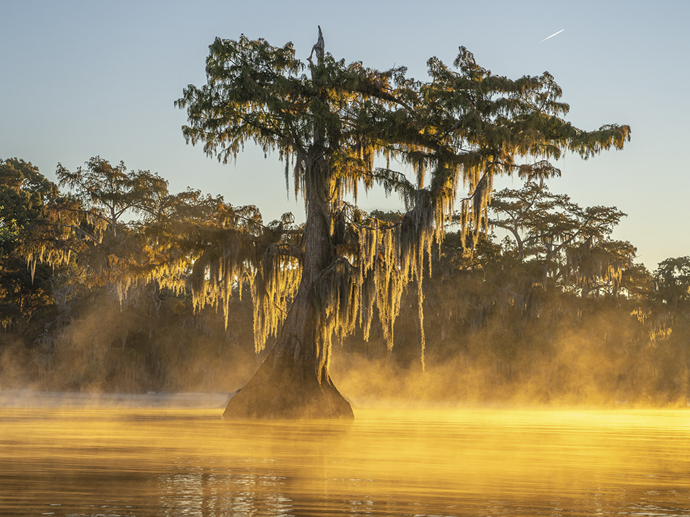 morning sunlight through mist above lake and cypress trees