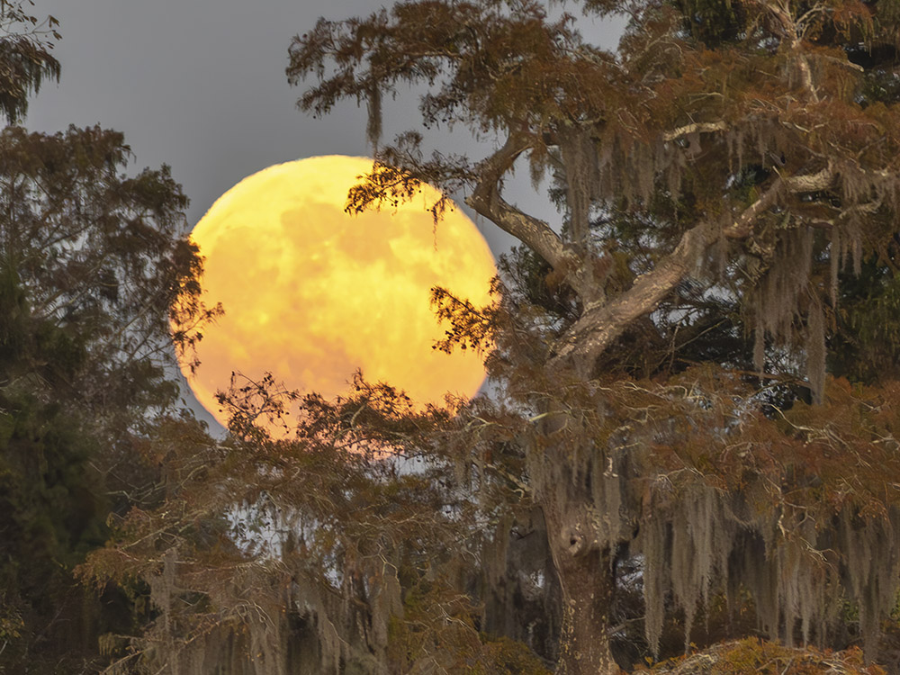 large full moon through autumn leaves on cypress trees