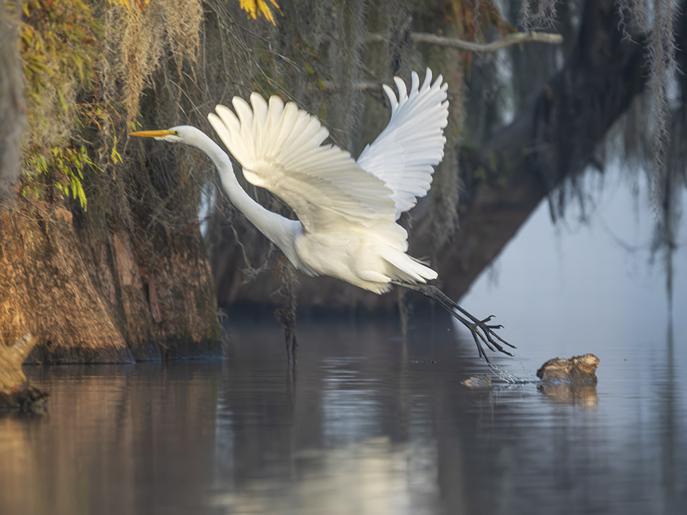 great white egret takes off in swamp near moss covered tree