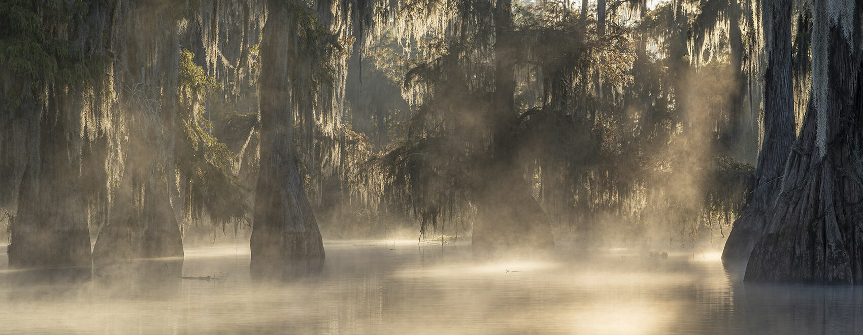 tour through a Louisiana swamp at daybreak