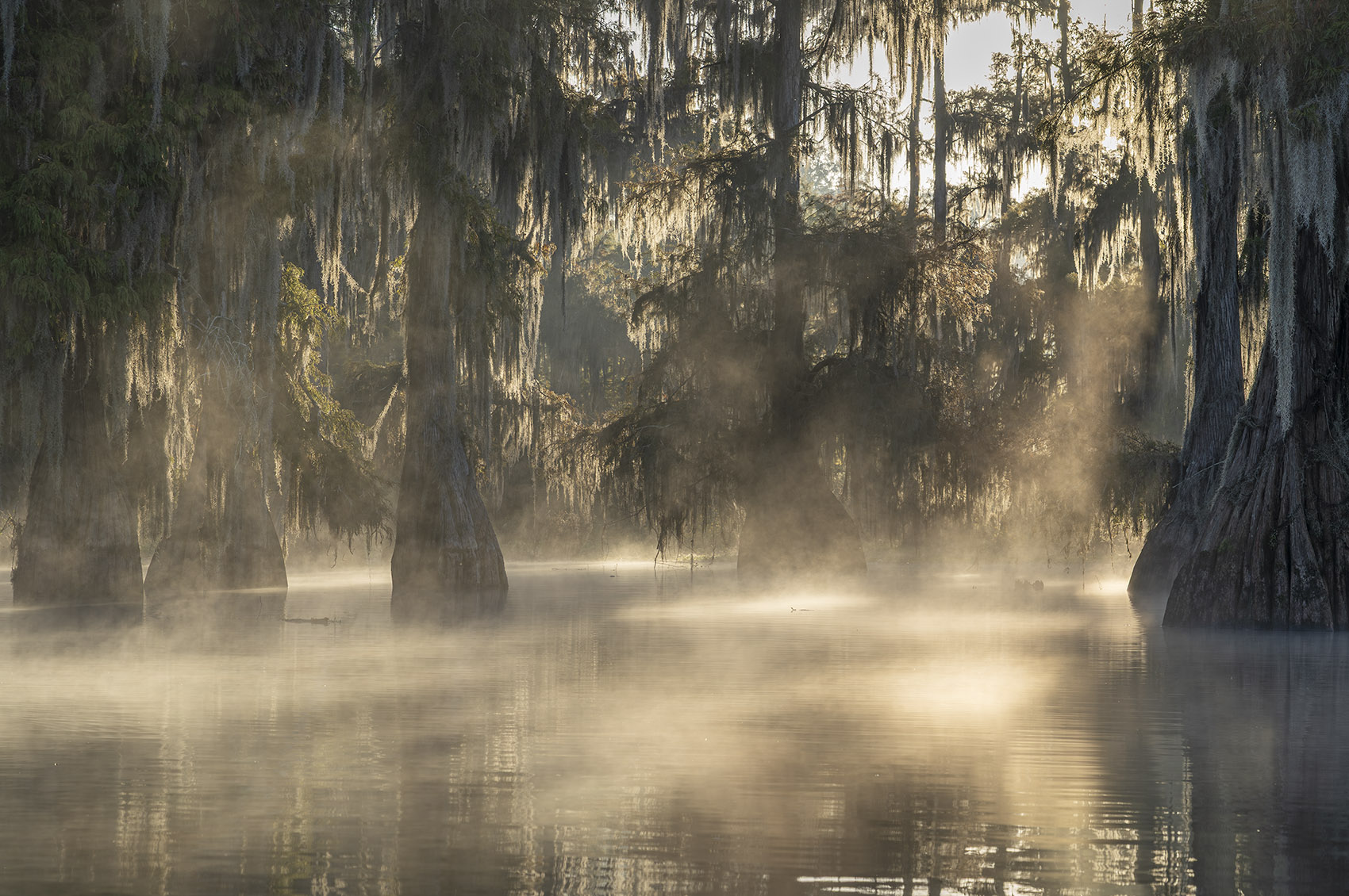 tour through a Louisiana swamp at daybreak