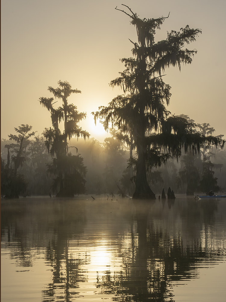 haze sunshine through cypress trees in swamp