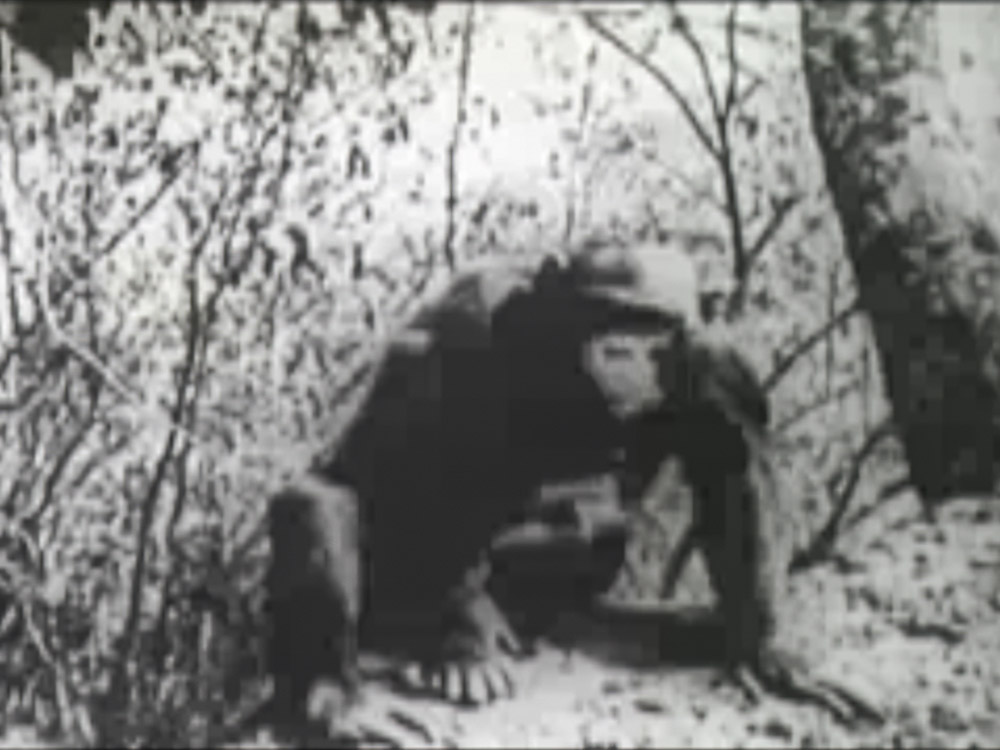 black and white image of chimp