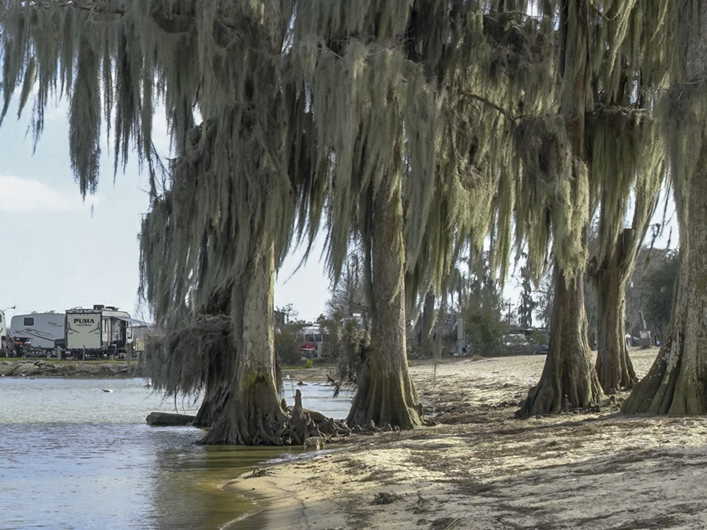 Moss covered cypress trees at a lake shoreline with campers in the background