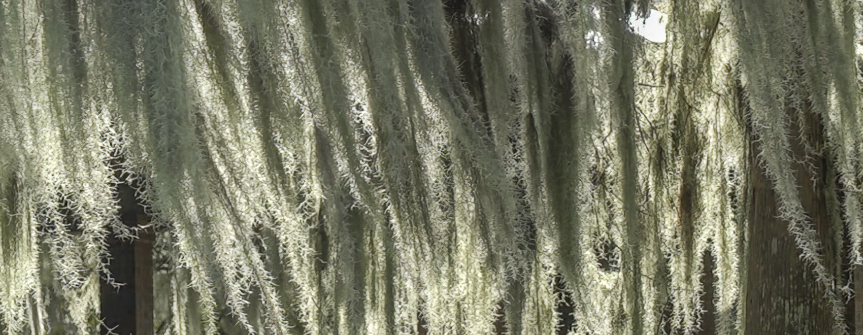 thick clusters of Spanish moss hanging from tree branches