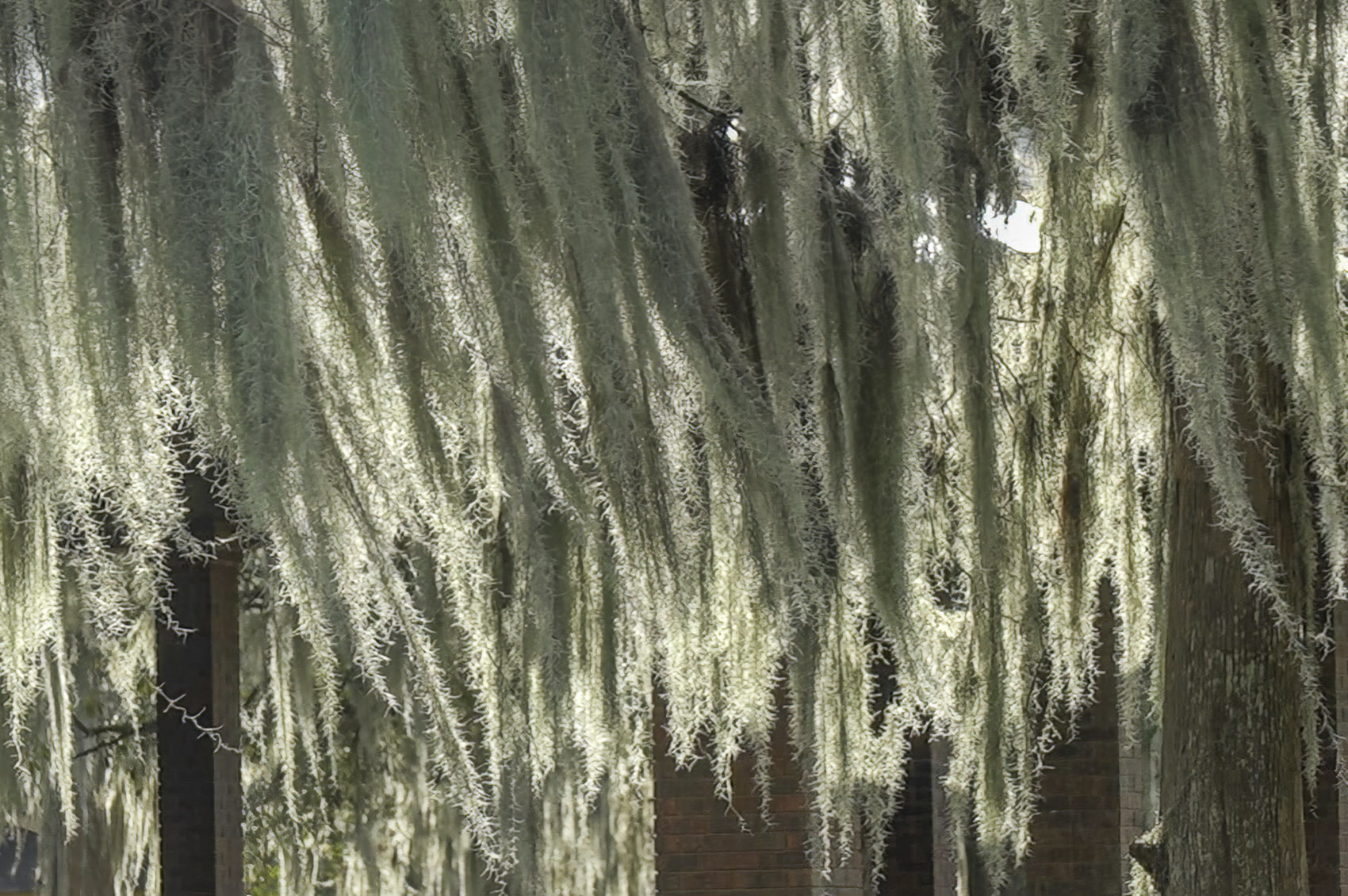 thick clusters of Spanish moss hanging from tree branches