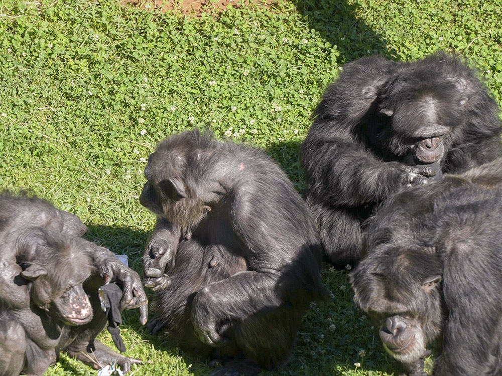 chimps socialize at chimp haven in play yard