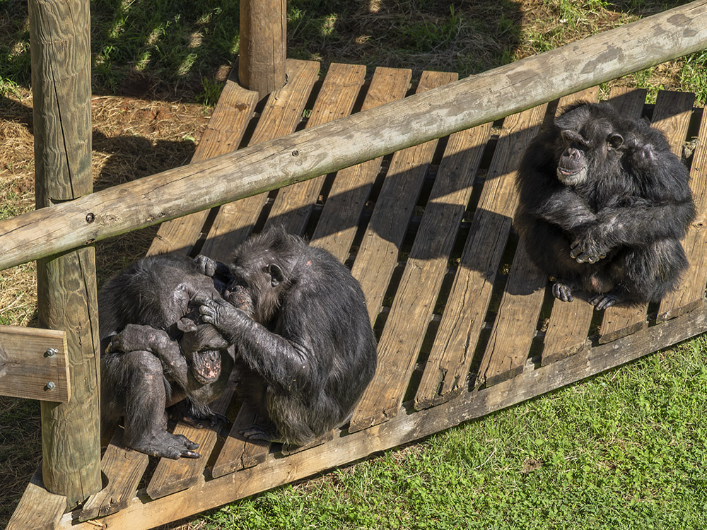 chimps grooming and socializing on wood deck