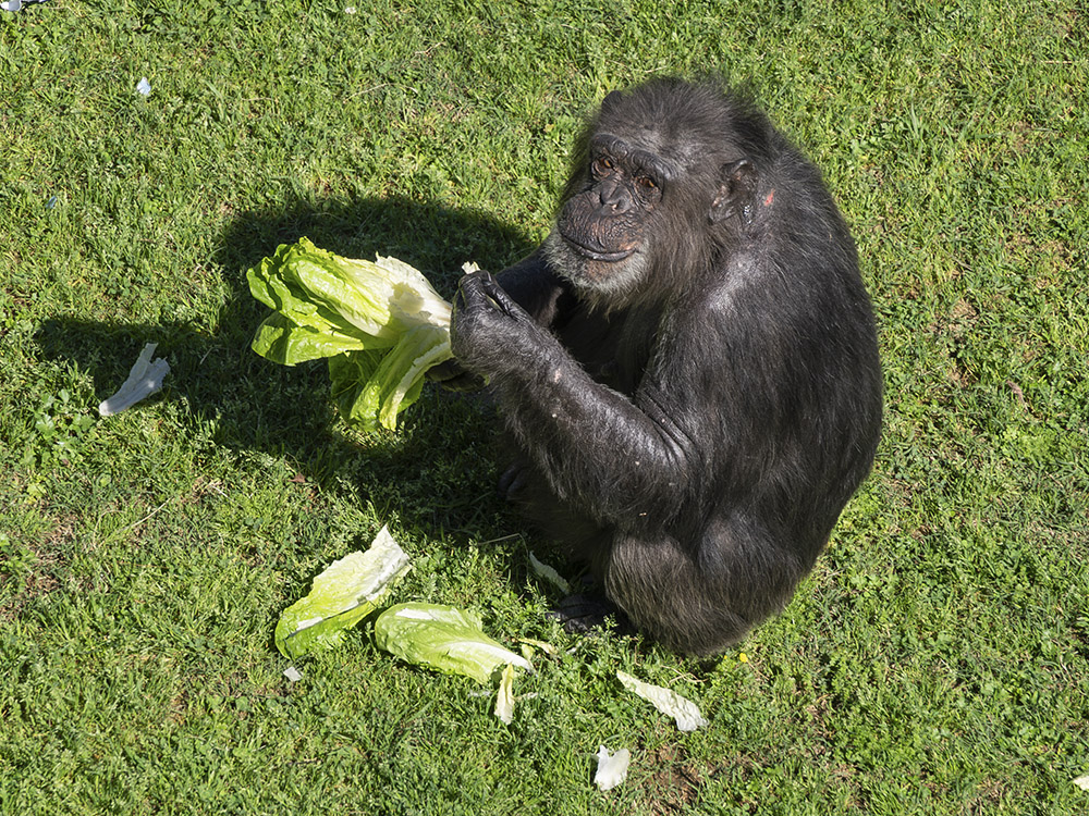chimp sits on a grass lawn eating lettuce