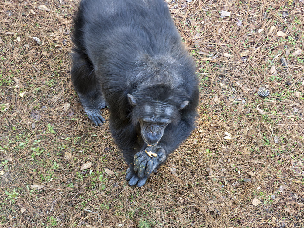 chimp picks up and eats peanuts thrown on the ground