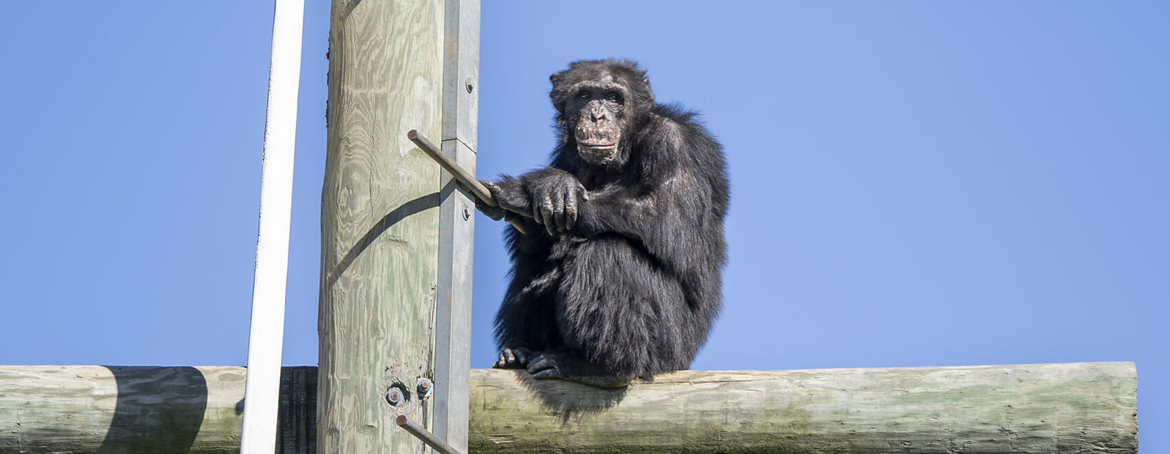 Chimpanzee sits on a high post under blue sky