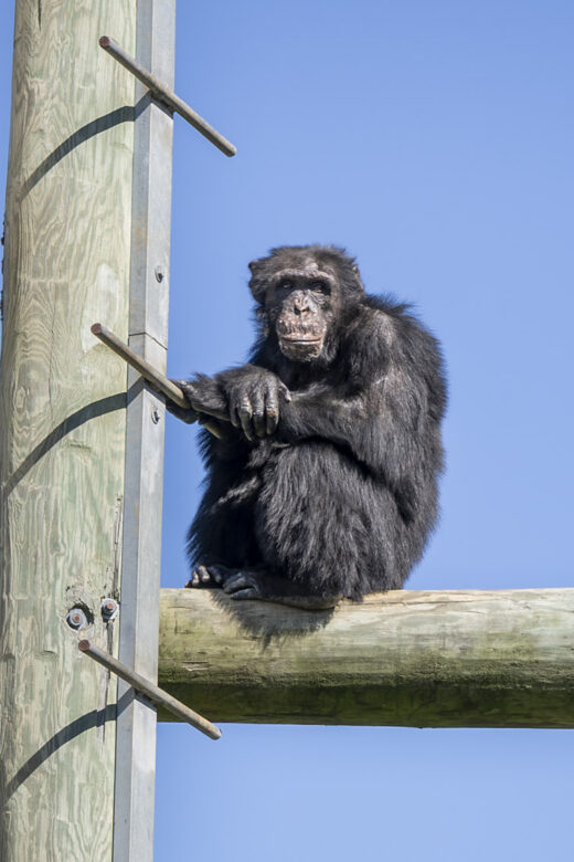 Chimpanzee sits on a high post under blue sky